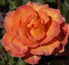 unknow artist Orange Rose